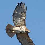12SB8814 Red-tailed Hawk